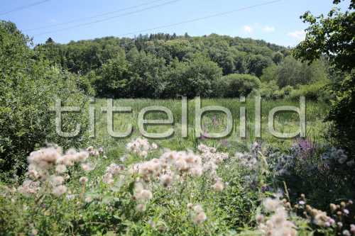 Bild-Nr: 4des Objektes K10 Naturschutzmassnahmen Chernensee/Bodenaufwertung Lee